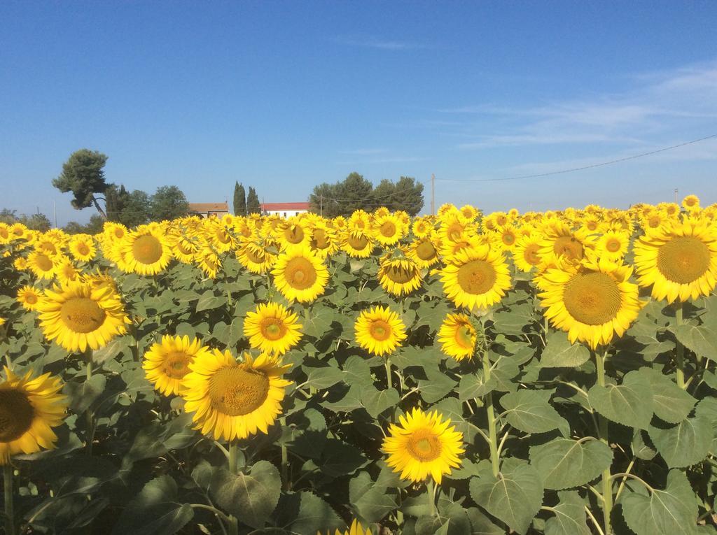 Podere Girasoli Piombino